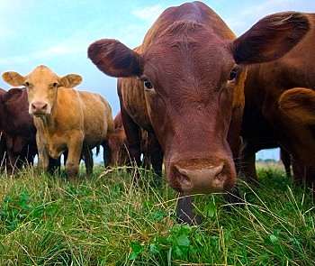 how to profit from beef cattle