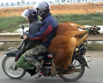 Livestock Stress during Transport