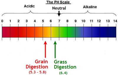 pH scale for cattle digestion