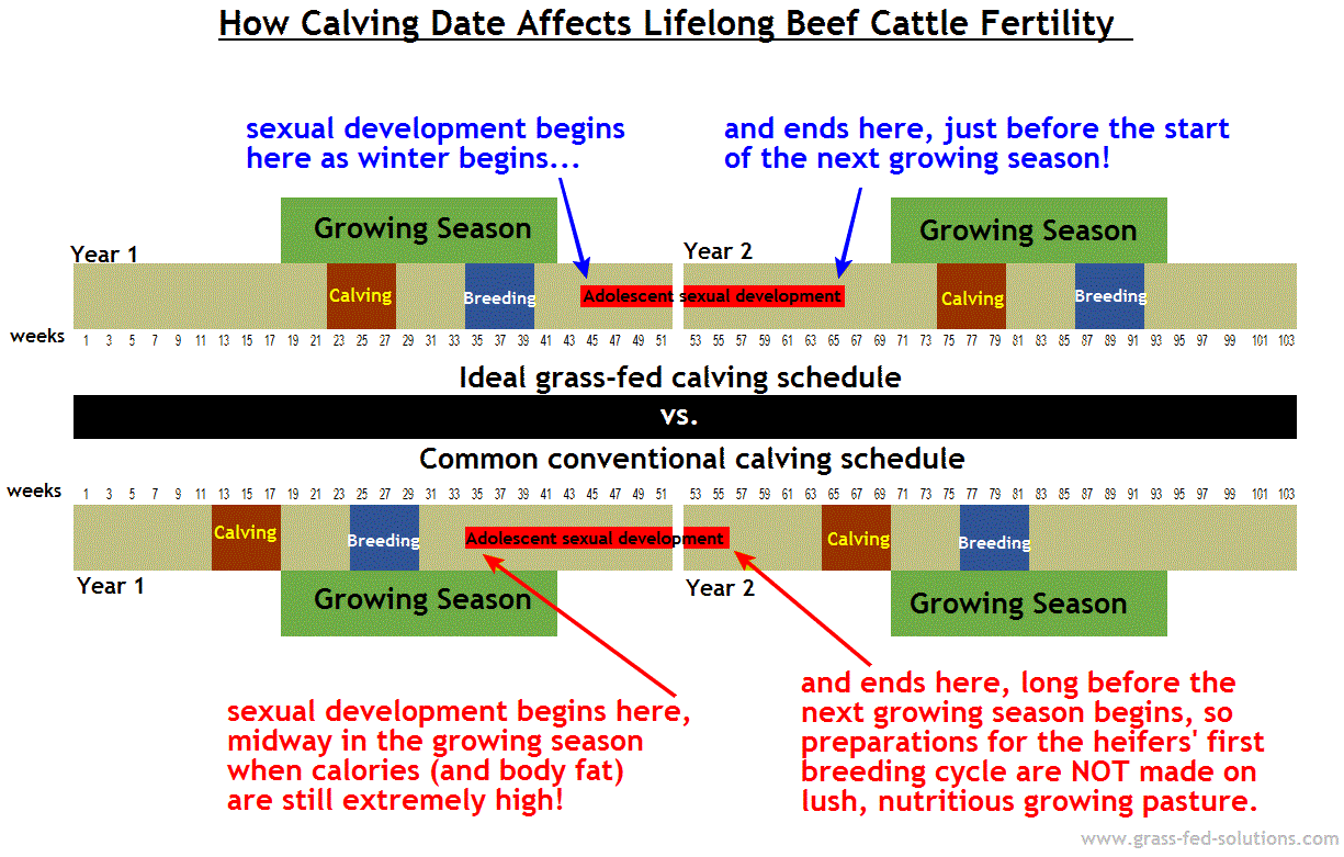 Improving Beef Cattle Fertility through Adolescent Nutrition and