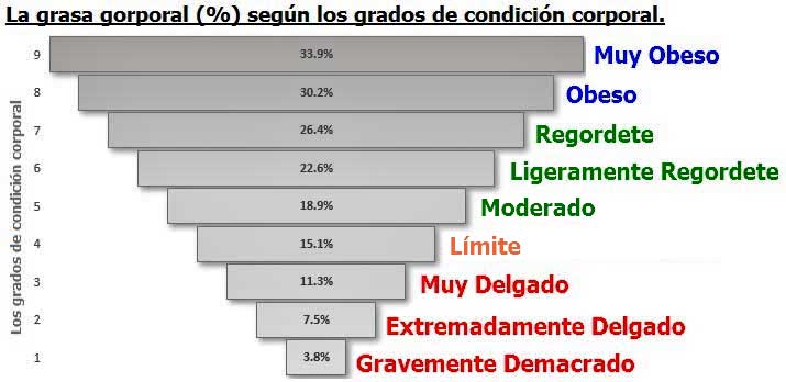 Los Grados de Condición Corporal vs La grasa corporal (%)