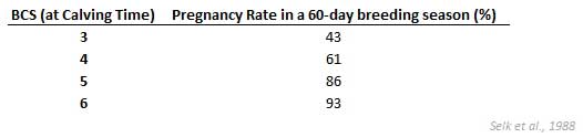 Pregnancy rates based on body condition at calving time