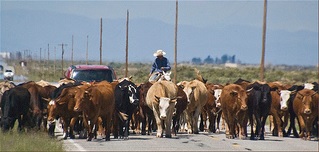 Cattle Farming