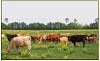 Cattle-Today.com