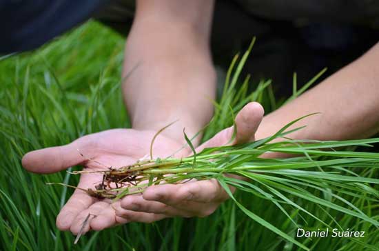 Optimal Rest Period - Rational Grazing Optimal Rest Period - Rational Grazing
