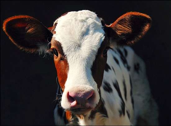 Adolescent Calf
