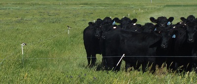 Beef Cattle Farming Strategy Beef Cattle Farming Strategy