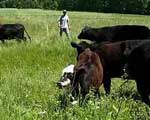 Pasture Beef Production