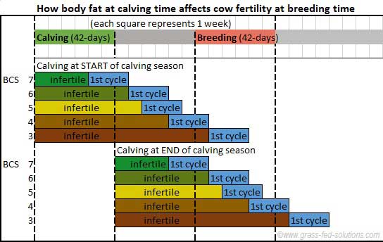 How to use body fat to increase cattle fertility