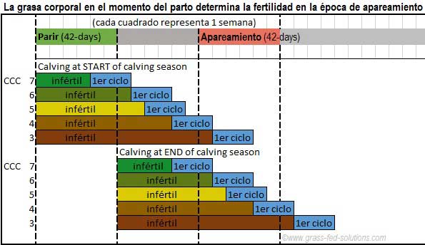 Cómo la grasa corporal afecta la fertilidad de ganado