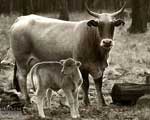 The Ideal Calving Date