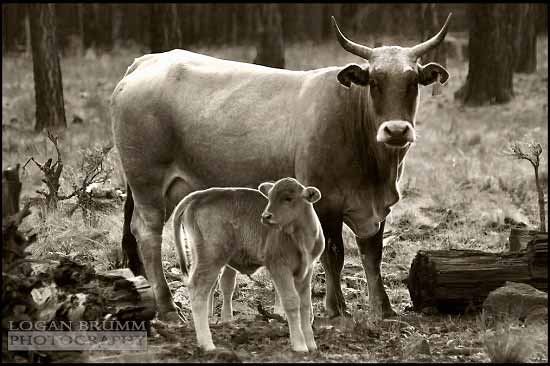 Calving Date Calving Date