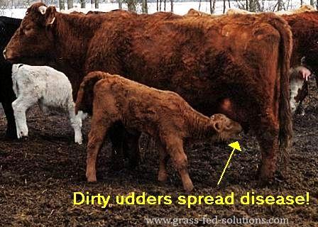 Promoting Cow Health after Calving