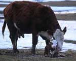 Spring Calving - Survival Guide