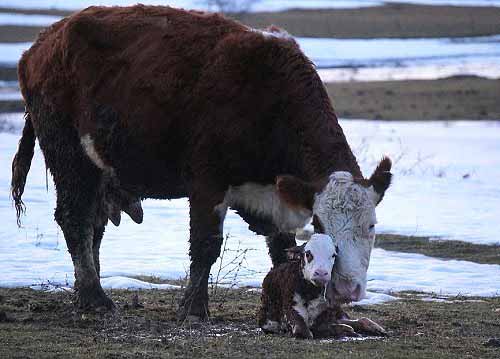 Calving