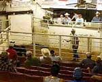 Cattle Auction