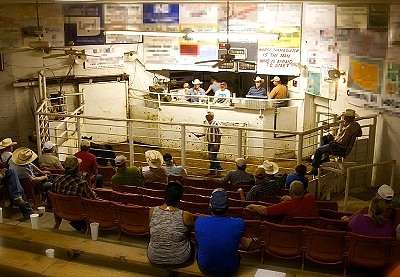 Traditional Cattle Auction