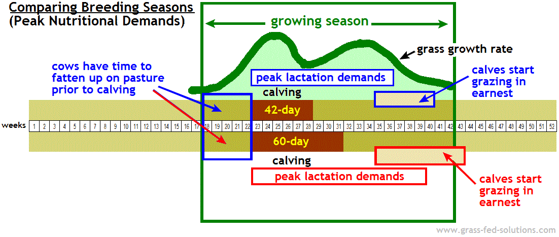 Cattle Heat Cycle Chart