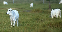 Nelore Cattle Nelore Cattle