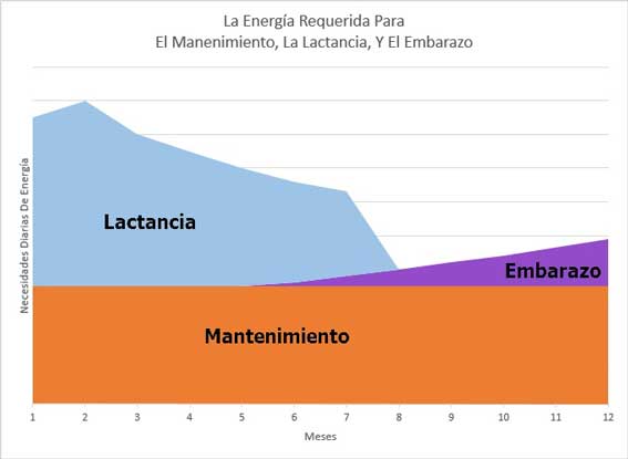 Los requerimientos de energía del ganado