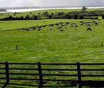Cattle fences are your 3-D farm plan