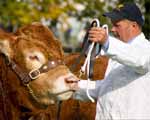 Cattle Genetics