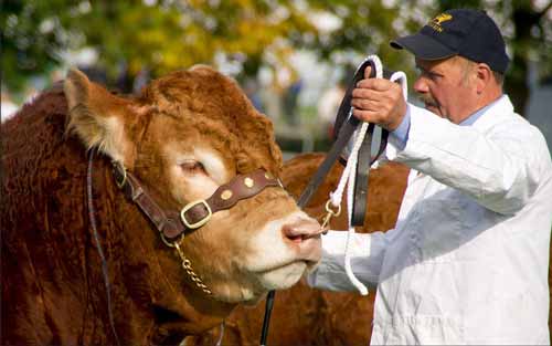 Cattle Breeding - Selection and Culling Criteria