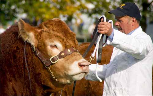 Cattle Breeding - Selection and Culling Criteria Cattle Breeding - Selection and Culling Criteria