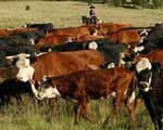 Transition to Pasture-Based Cattle Ranching