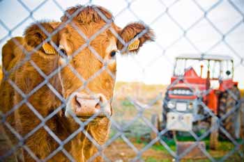 Grazing cattle are your farm's most powerful tool. Cow with Tractor