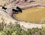 Cattle Water Requirements