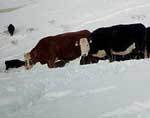 Cattle Grazing Through Snow