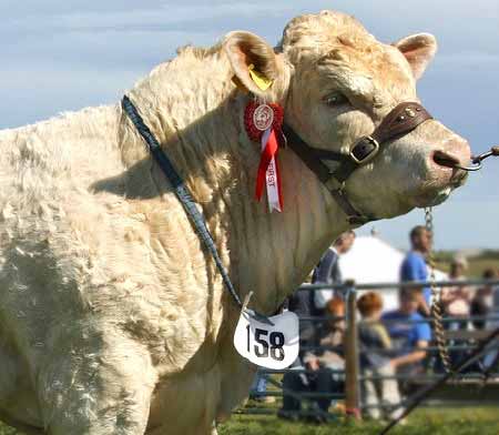 Champion Bull