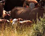 Low-Cost Cow-Calf Cattle Farming Strategies