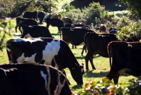 Harnessing Compensatory Gain in Grazing Cattle