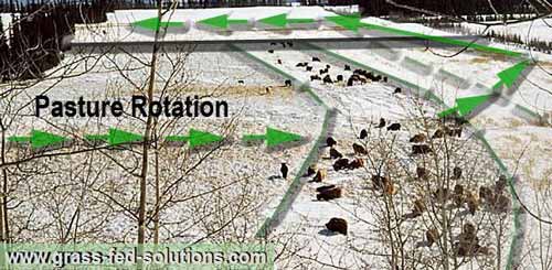 Grazing rotation in winter Grazing rotation in winter