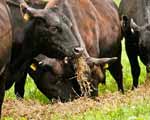 Cattle Nutrition Tips