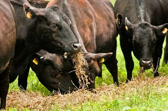 Grazing Nutrition Tips Grazing Nutrition Tips