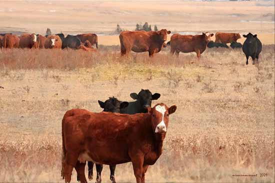 Share Your Grazing Strategies Share Your Grazing Strategies