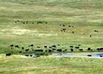 Re-Creating a Herd Migration