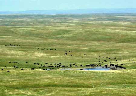 cattle around waterhole in sea of grass