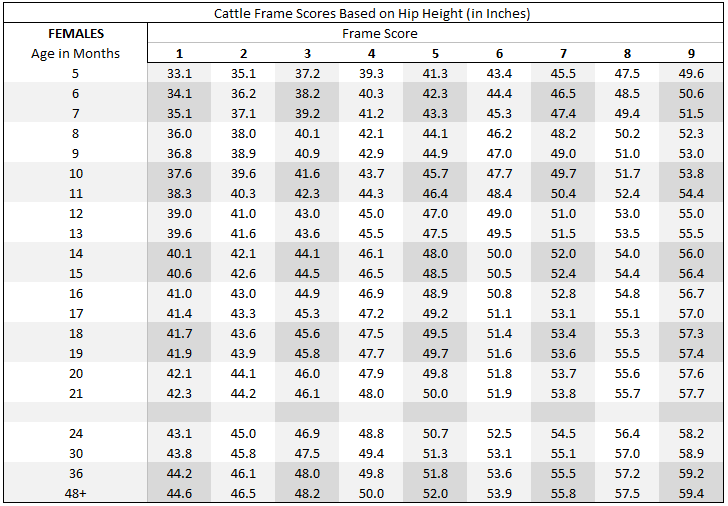 Cow Weight Chart