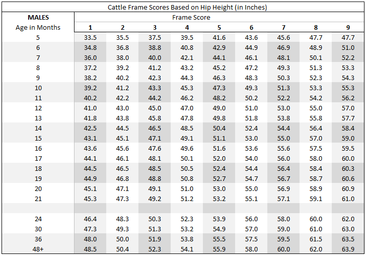 Cattle Size Chart