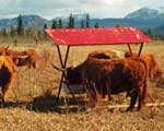 Cattle Supplements Cattle Supplements