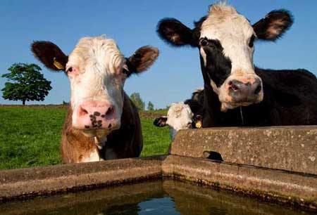 How to Build a Mobile Cattle Water System How to Build a Mobile Cattle Water System