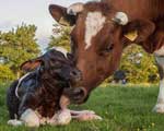 The Benefits of Calving on Pasture