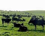 Calving On Pasture