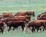 Grazing Management Summary