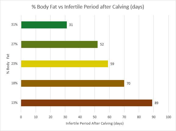 How body fat affects the postpartum interval. Body Fat vs Cattle Fertility