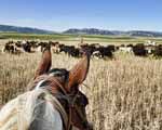 Raising Beef Cattle
